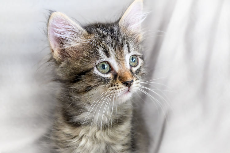 Vermifuge pour chaton : pourquoi et comment ? 