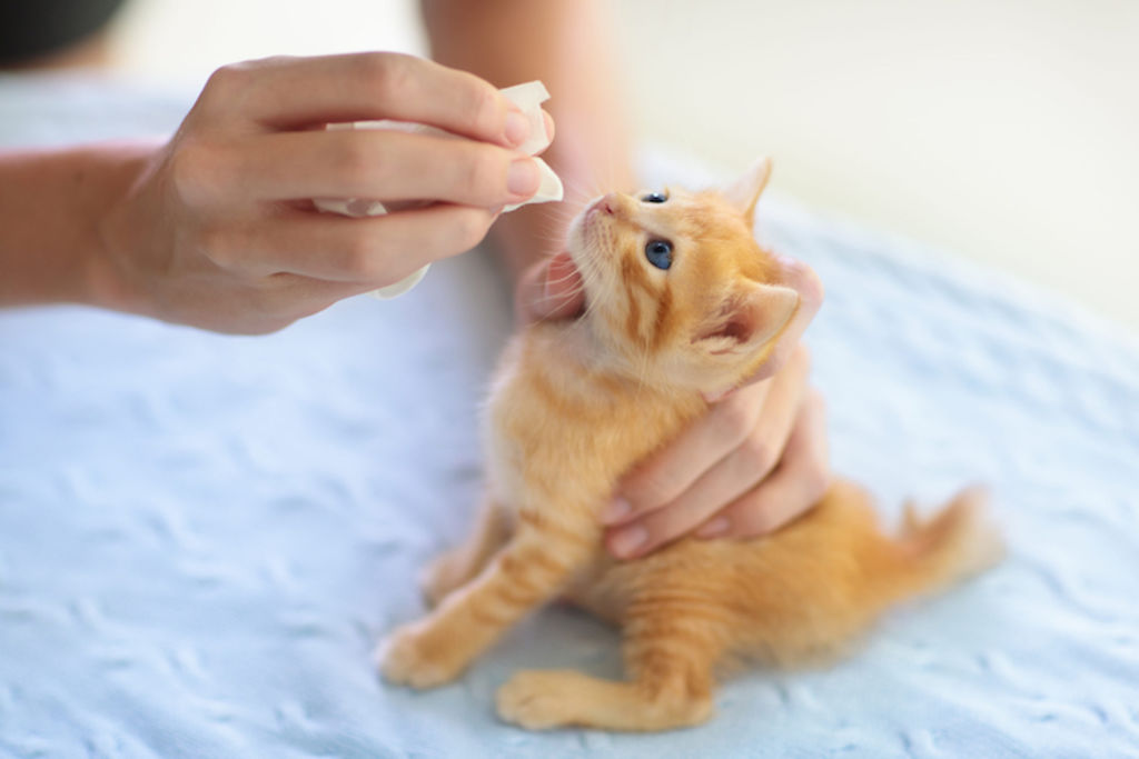 chaton vermifuge