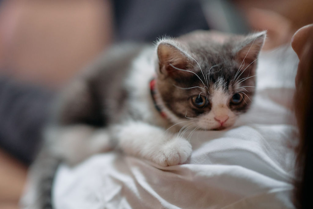 chaton vers