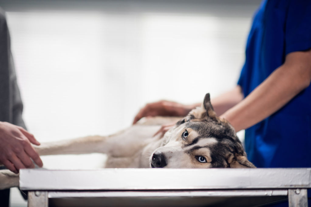 coup de chaleur chien veterinaire