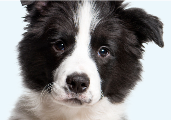 Dog Bb