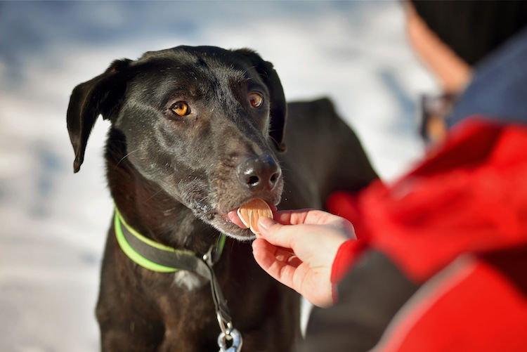 Chocolat : quel danger pour le chien et que faire en cas d&rsquo;ingestion ?