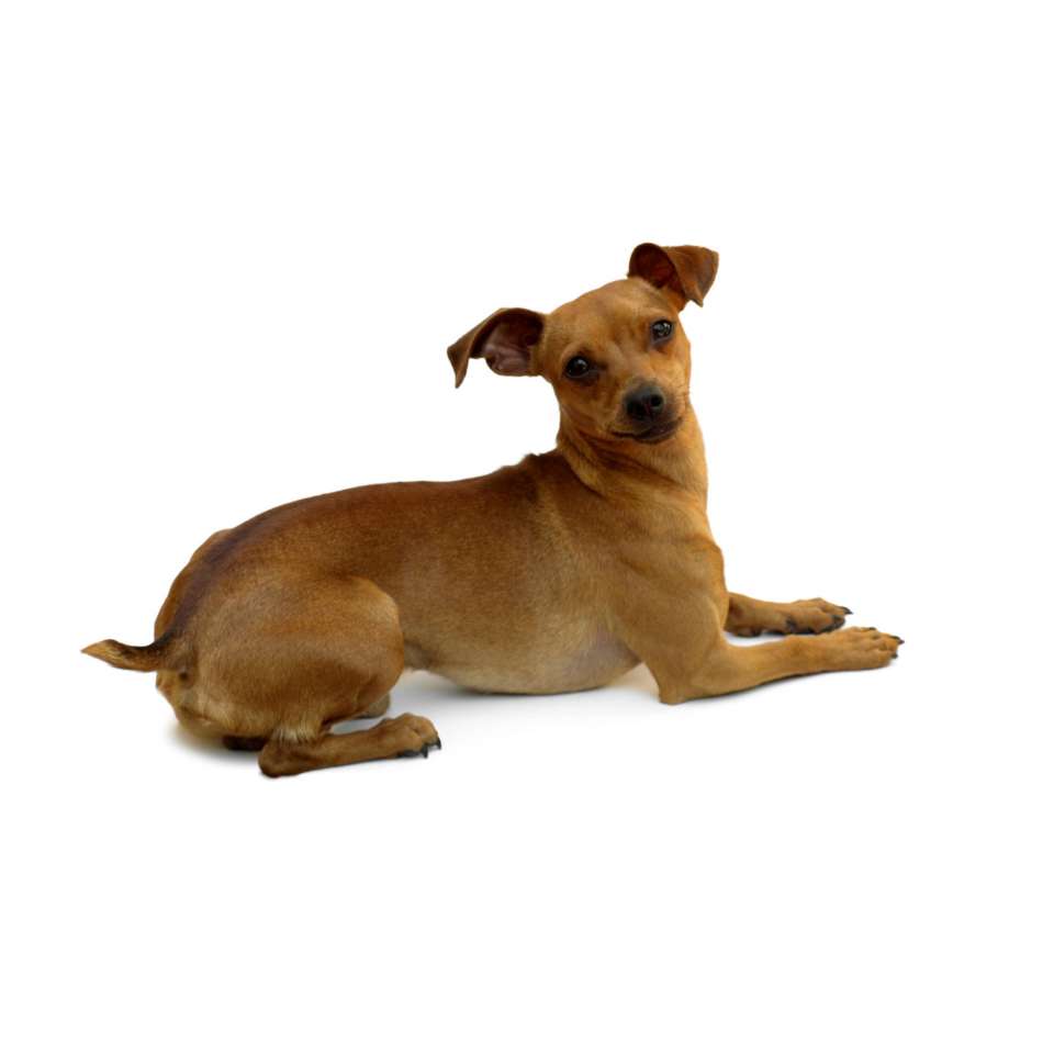 Pinscher Nain 16