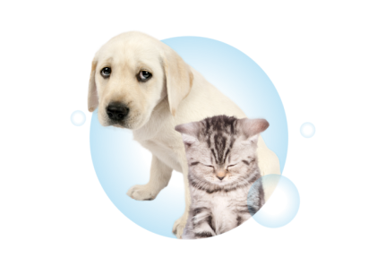 Visual Page Desaccord Mecontentement V2
