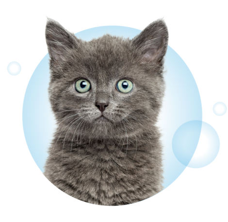 Visual Page Formule Chat V2
