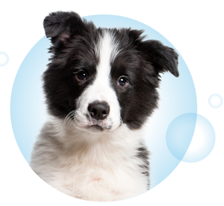 Visual Page Formule Chien V2