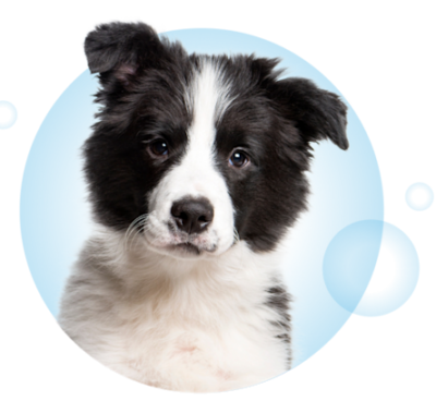 Visual Page Formule Chien V2