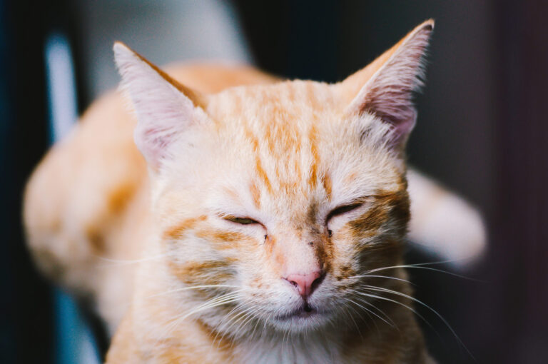 Comment traiter l&rsquo;otite chez le chaton ?