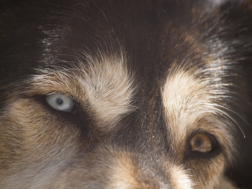 chien yeux vairons