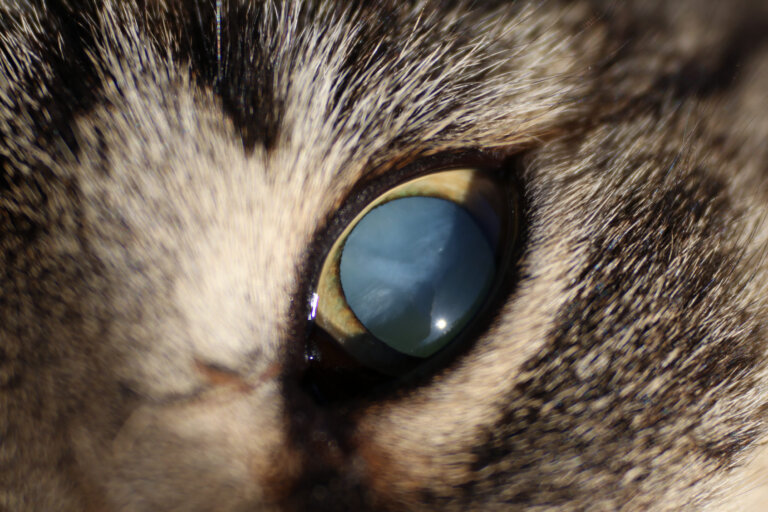 Reconnaître et traiter l&rsquo;ulcère à l&rsquo;oeil chez le chat