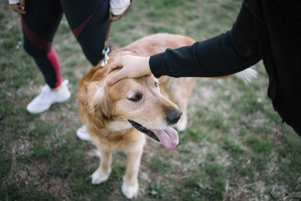 chien golden retriever