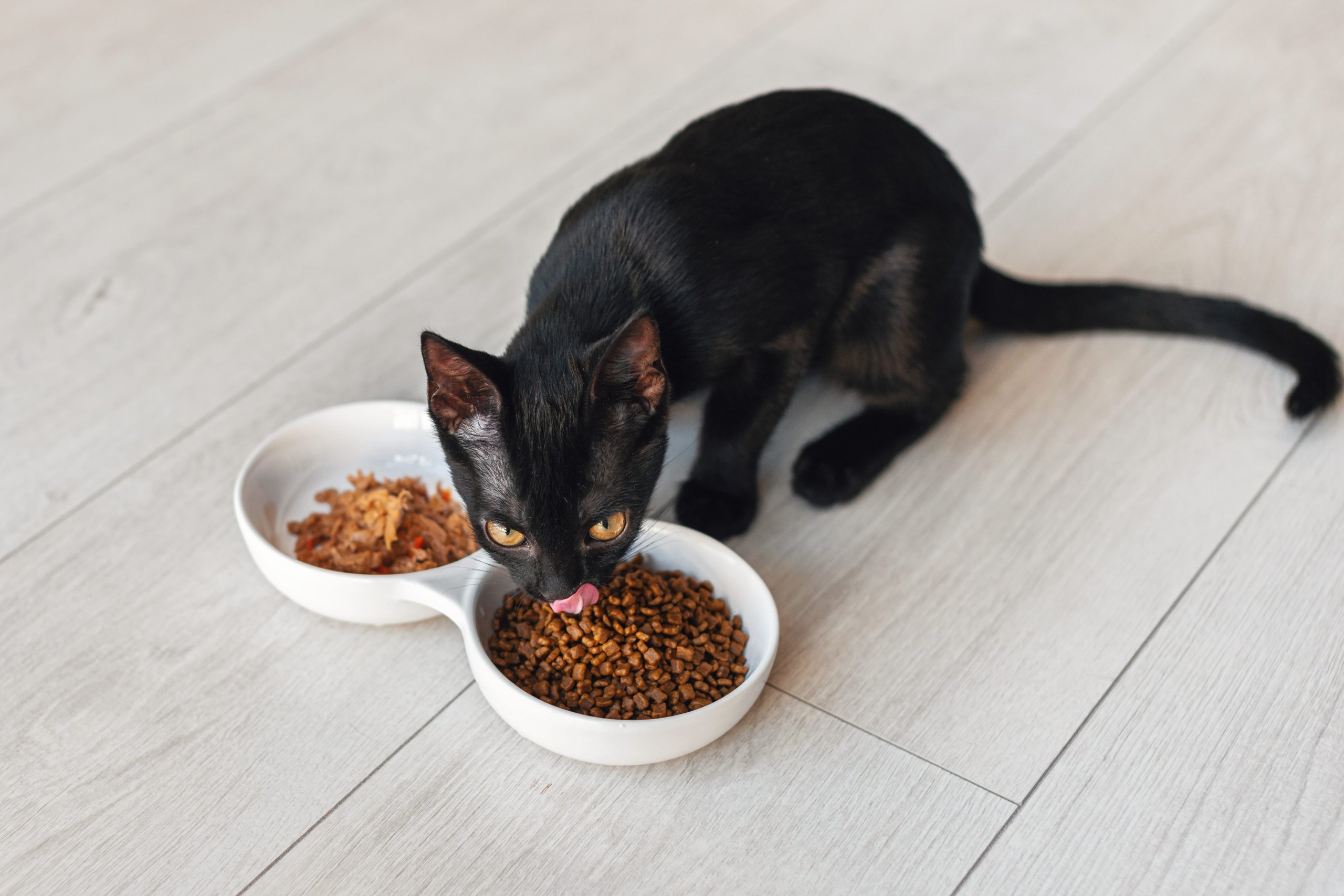 Alimentation des chats