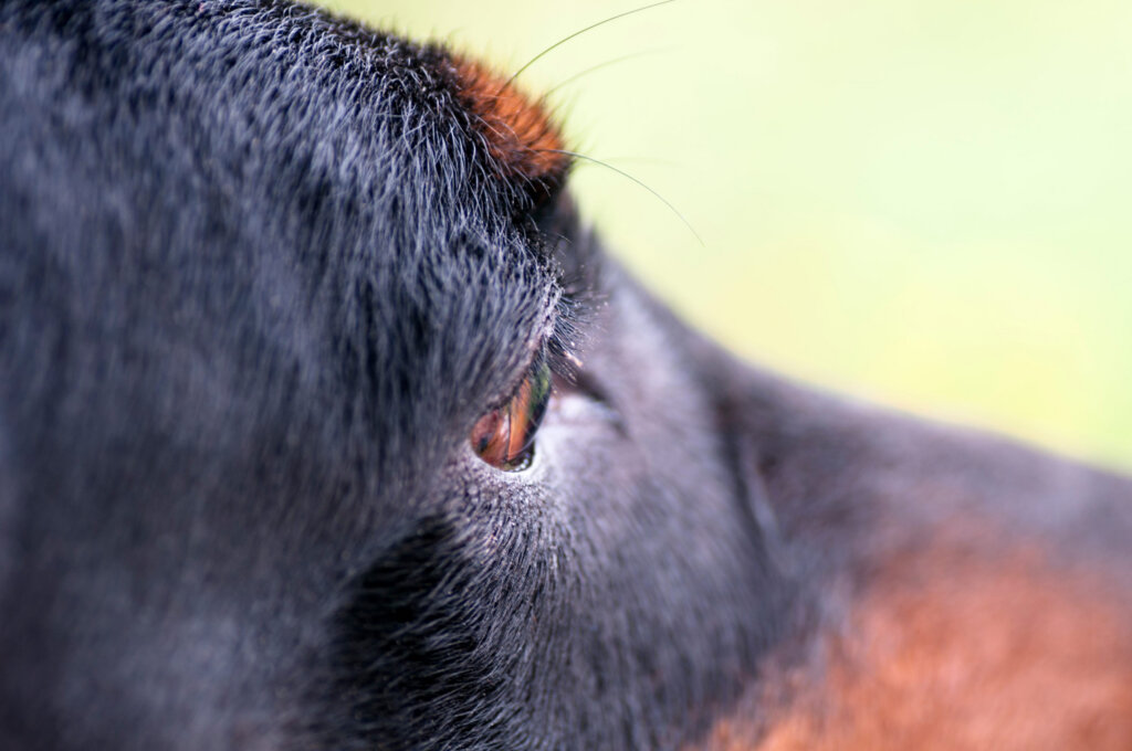 oeil chien dobermann