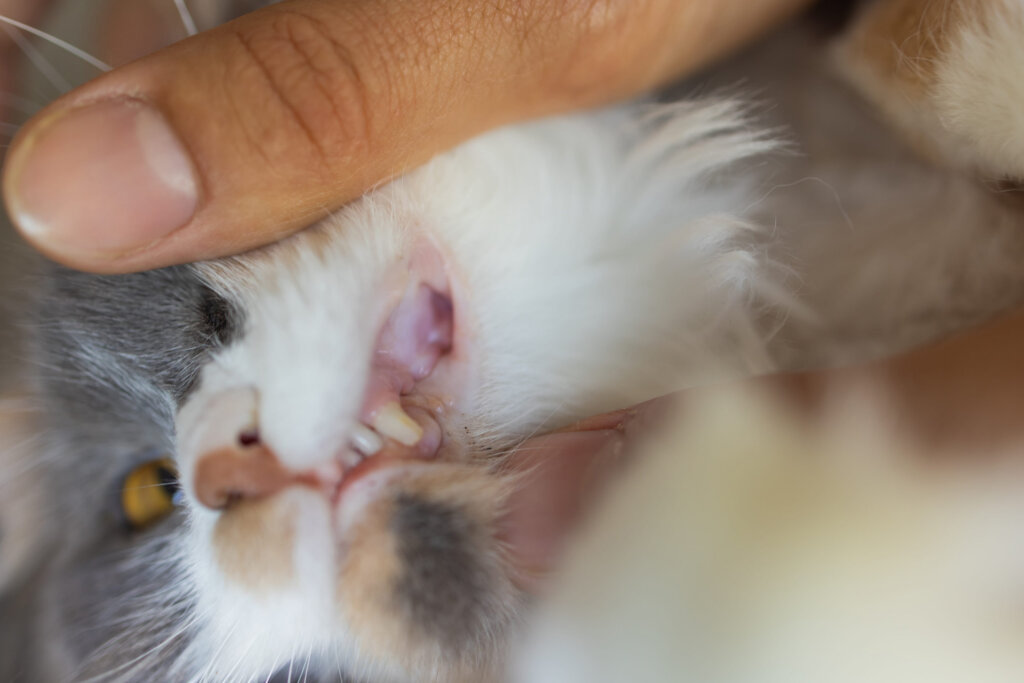 chat gueule ouverte