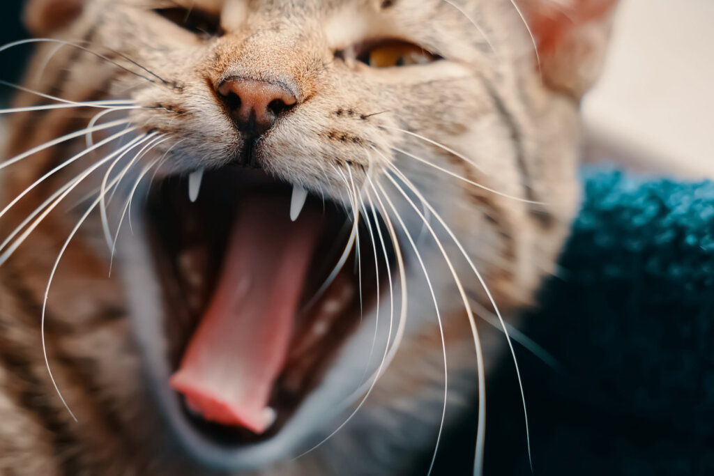 chat gueule ouverte