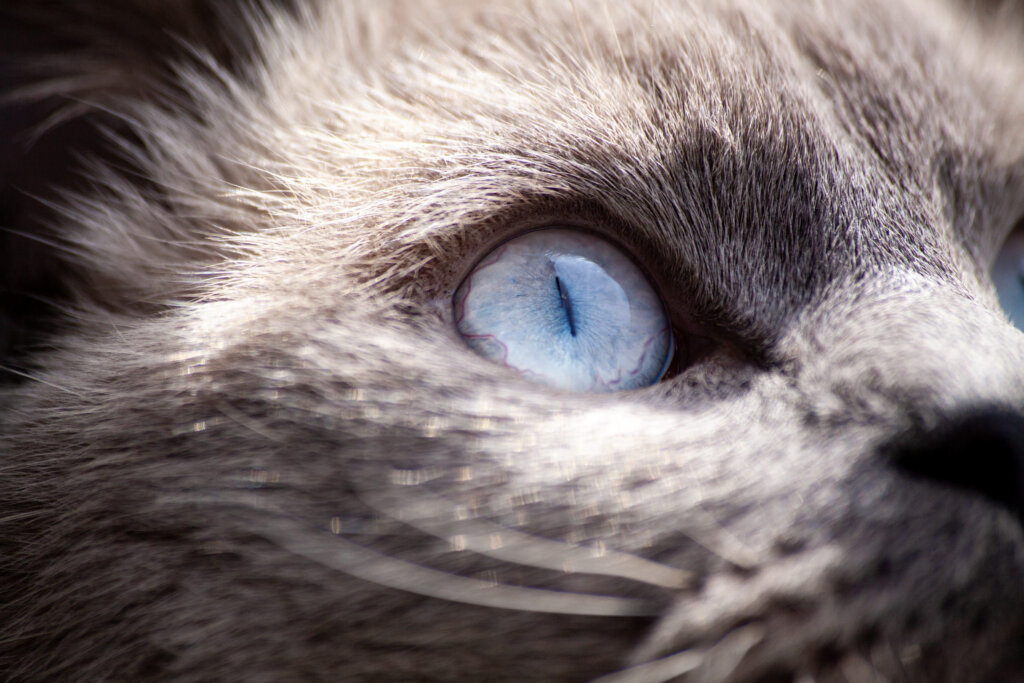 oeil chat bleu