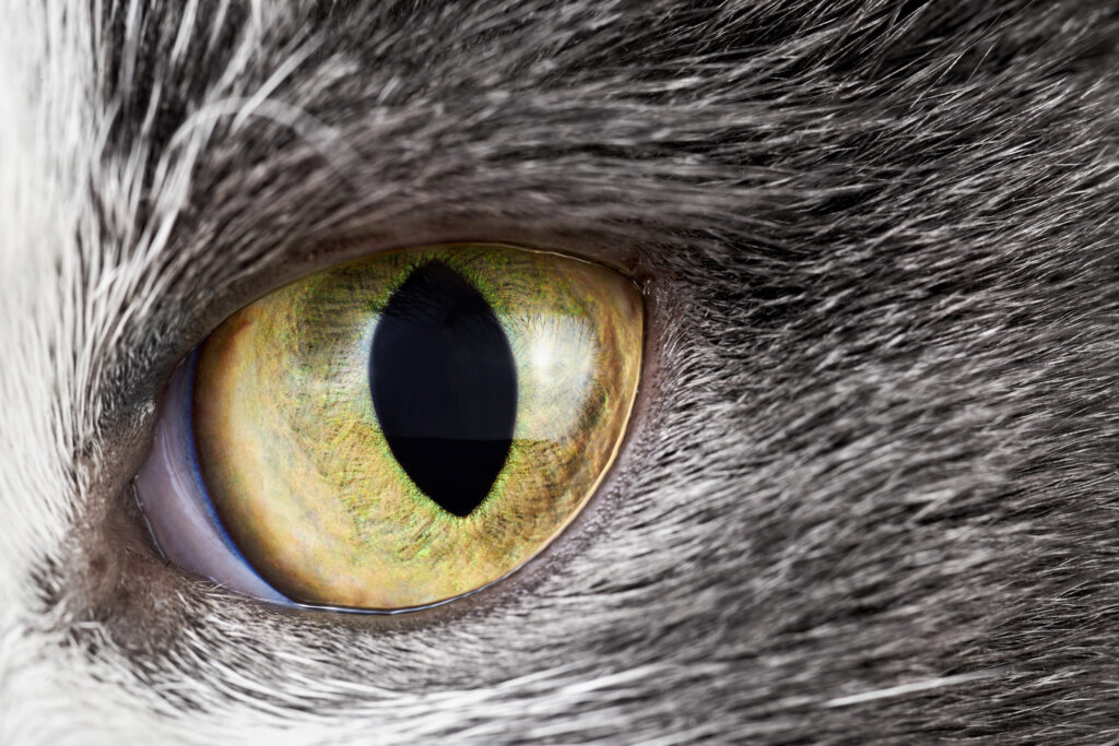 oeil chat vert