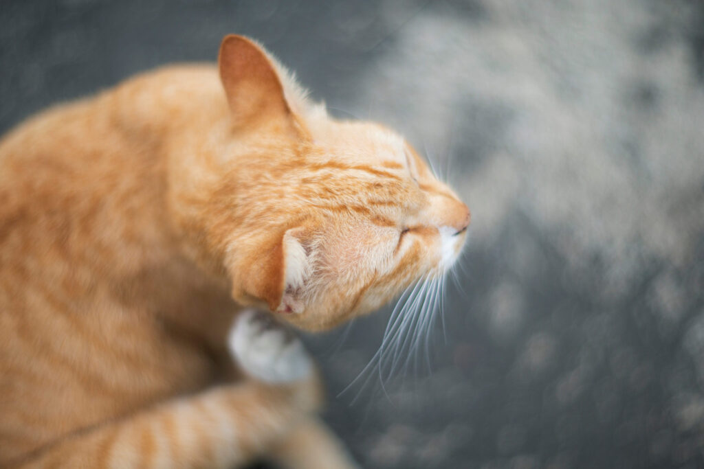 chat se gratte oreille