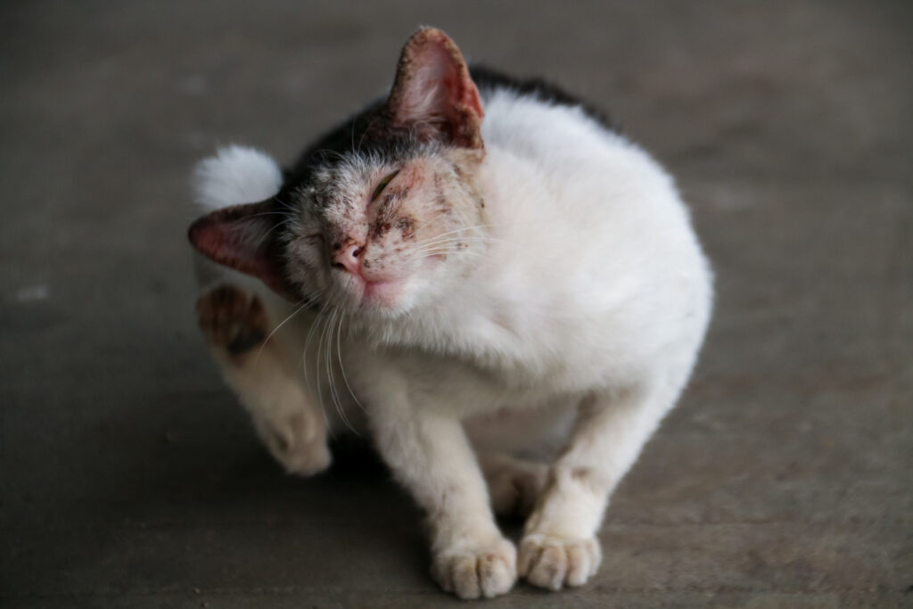 chat se gratte oreille