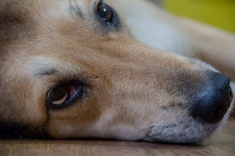 Reconnaître et traiter l&rsquo;ulcère à l&rsquo;oeil chez le chien