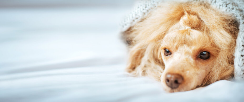 Reconnaître et identifier la cause de la fièvre chez le chien