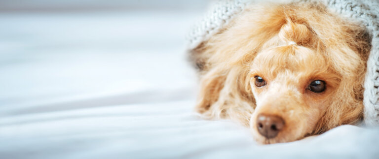 Reconnaître et identifier la cause de la fièvre chez le chien