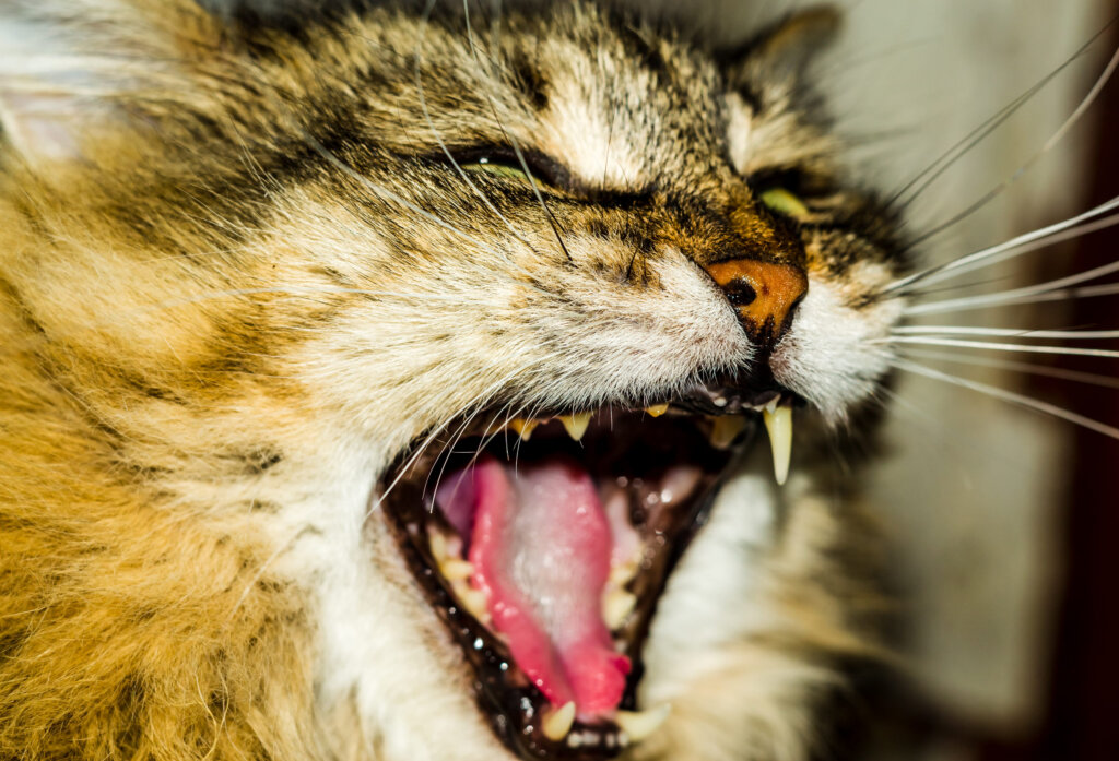 Prévenir la gingivite du chat