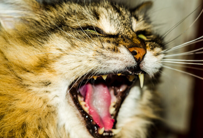 Prévenir la gingivite du chat
