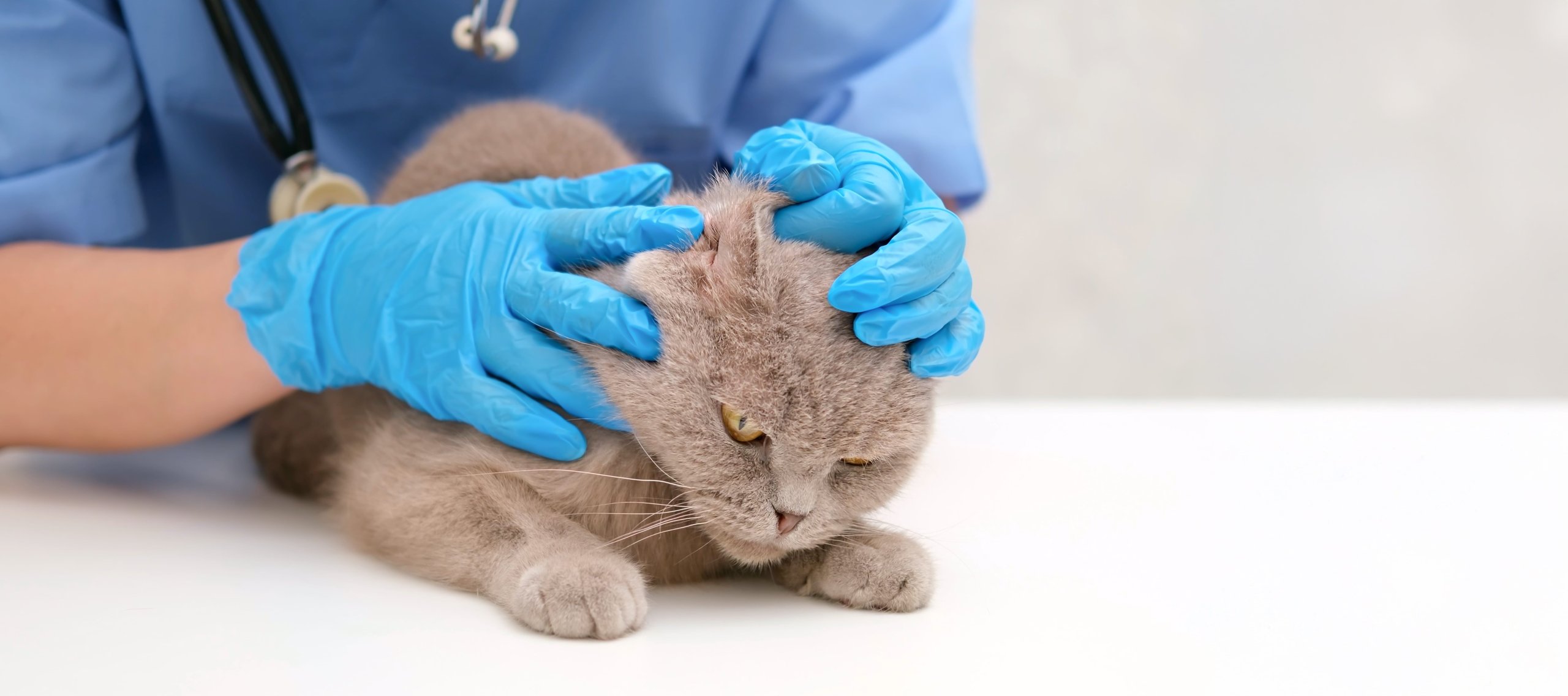 La prévention chez les chats