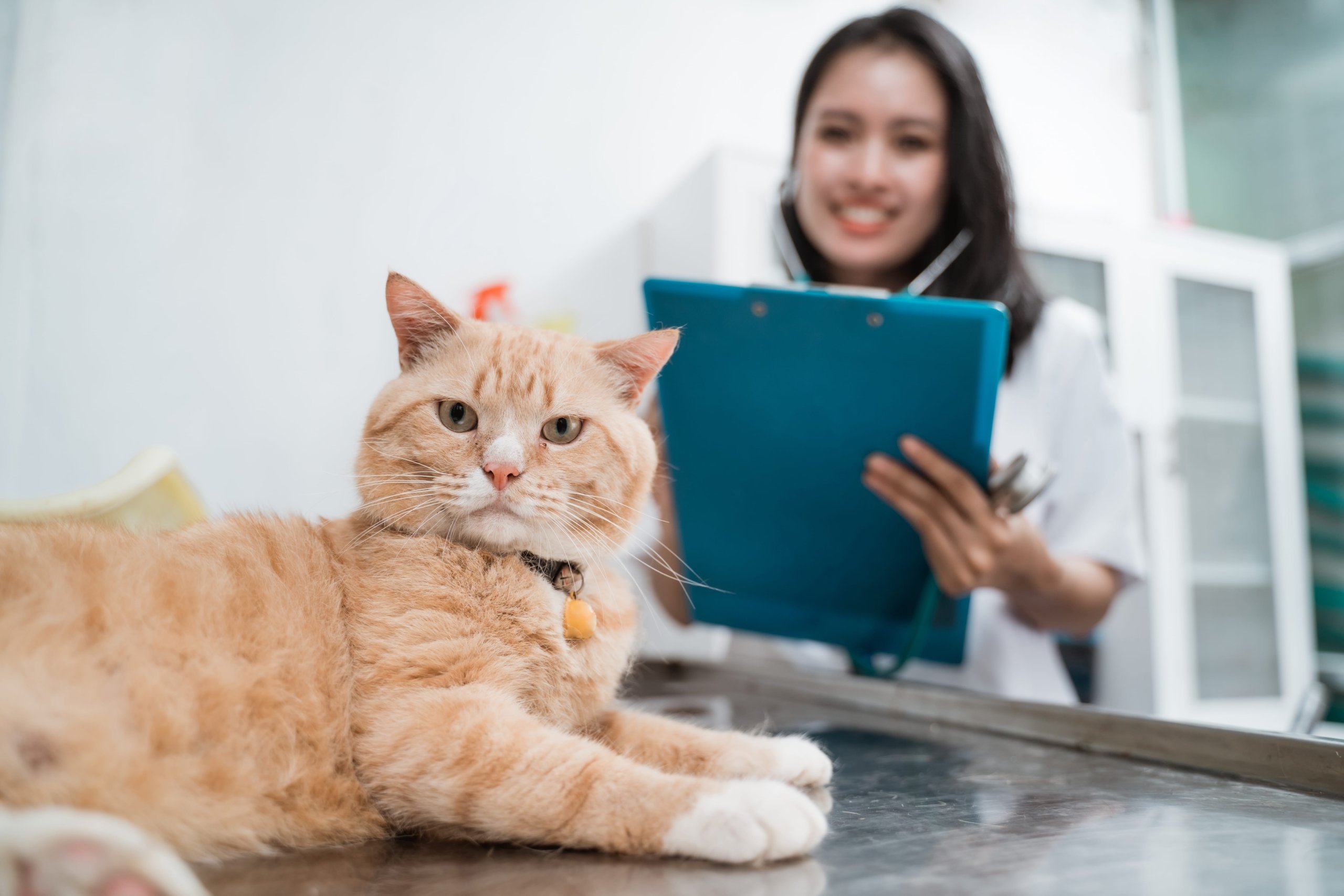 Maladies des chats
