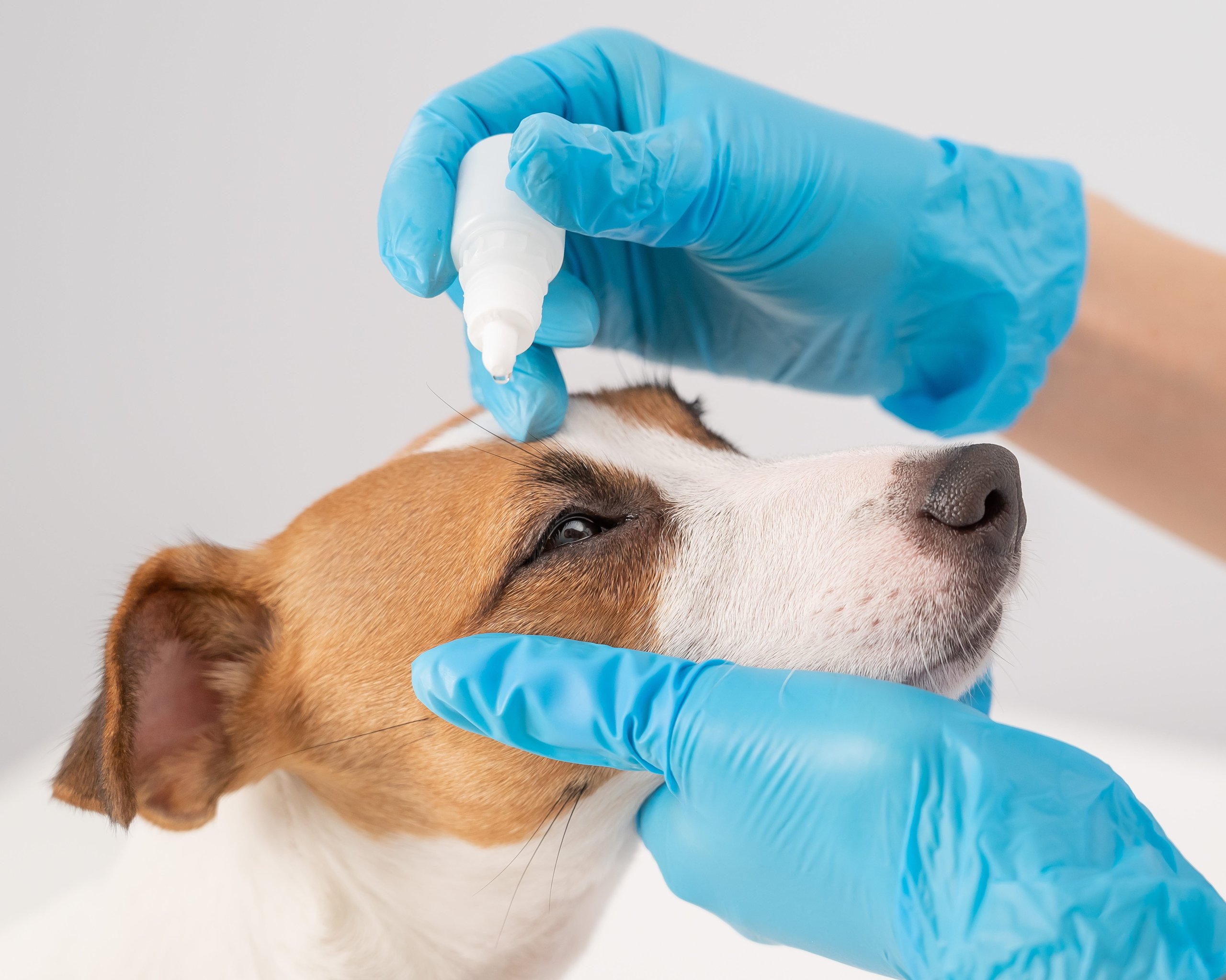 La prévention chez les chiens