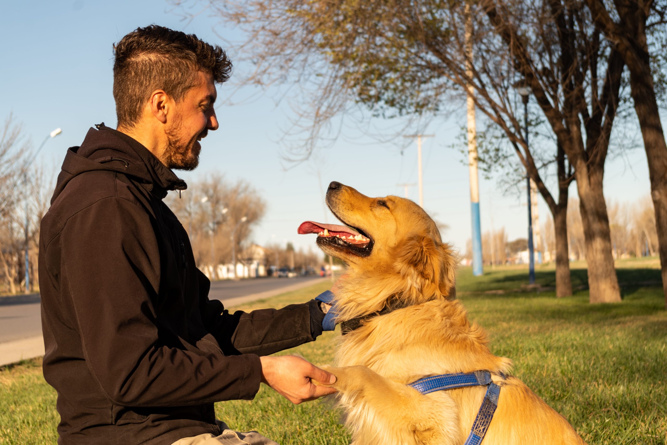 Éducation et comportement des chiens