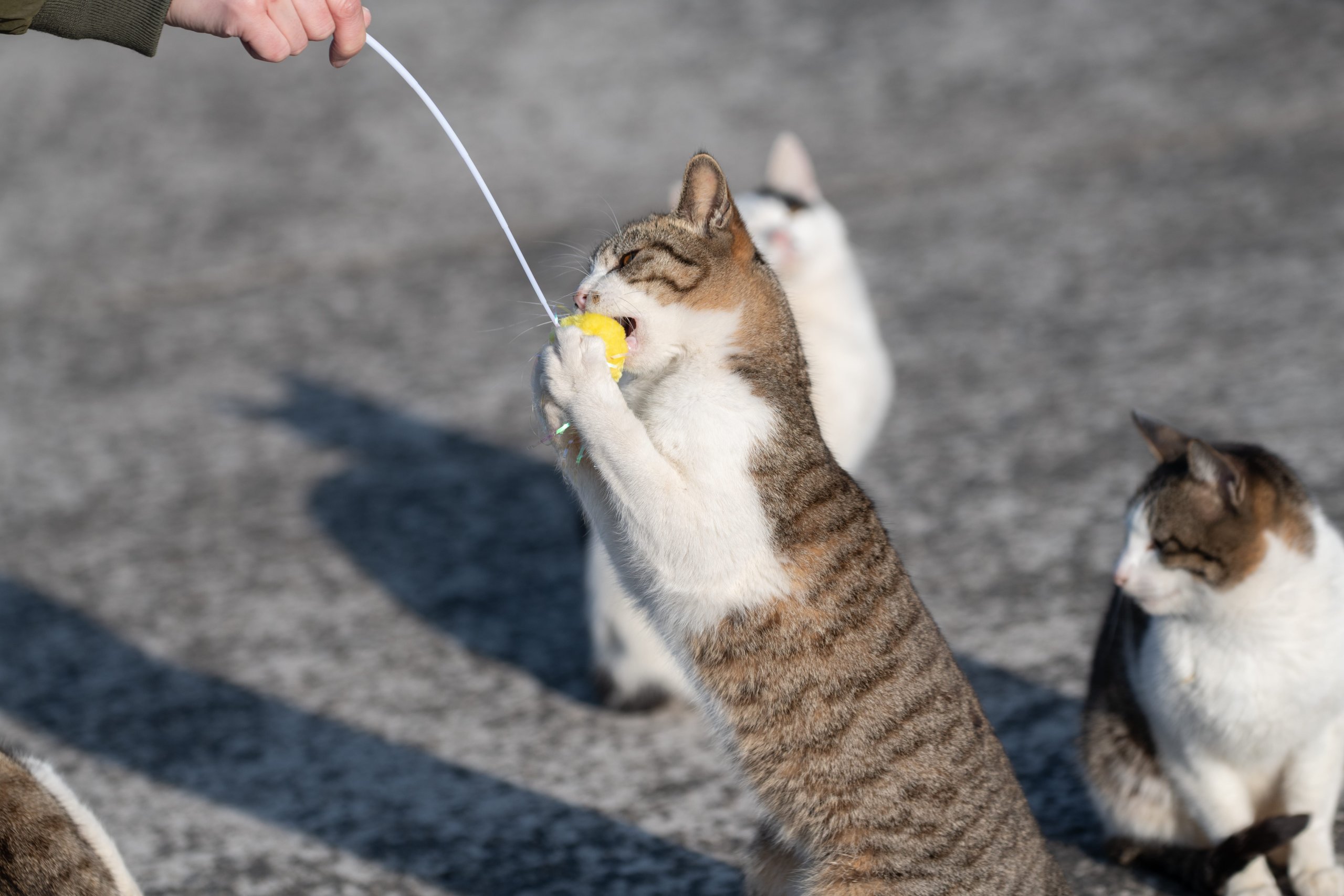 Education et comportement des chats