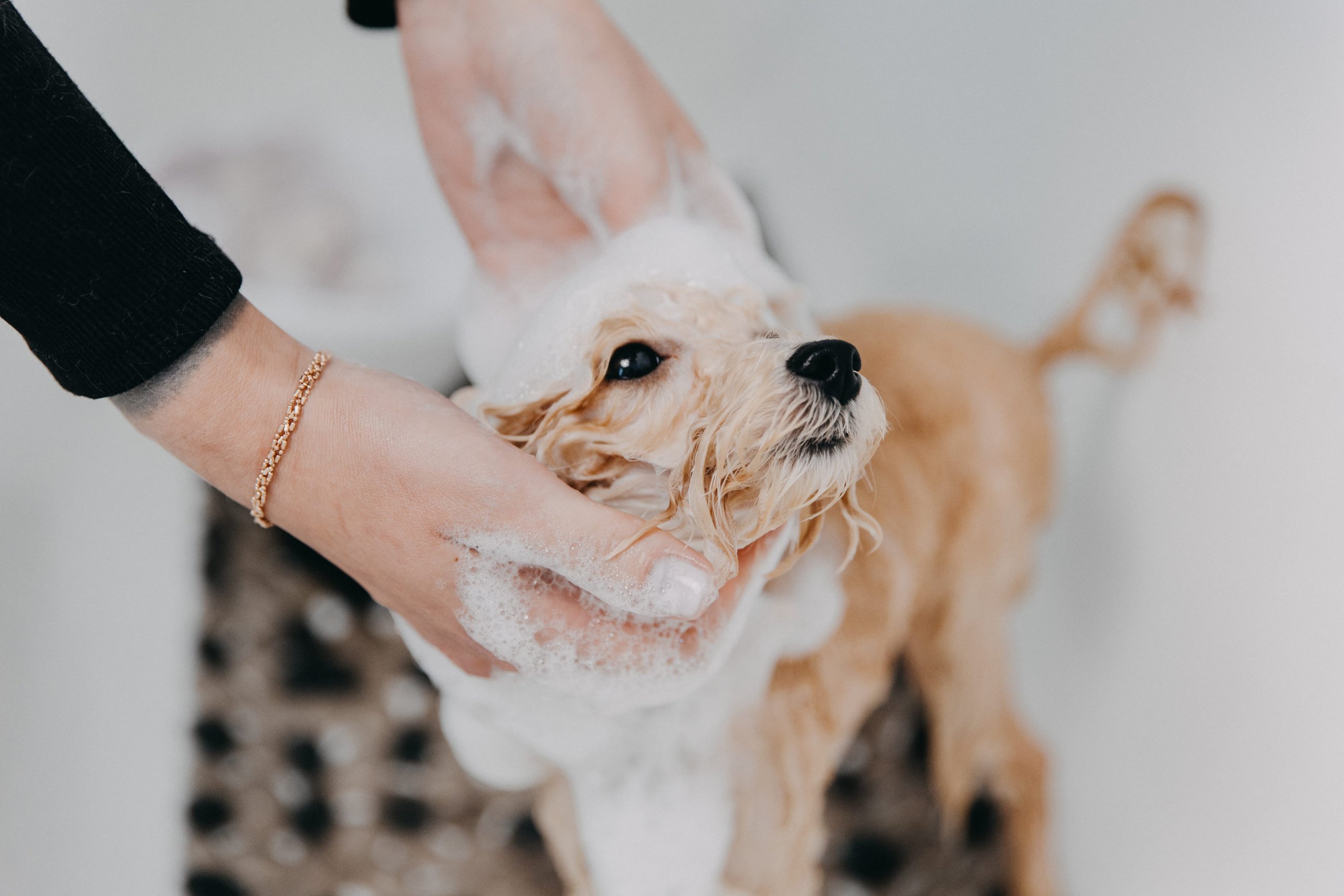 Soins et entretien des chiens