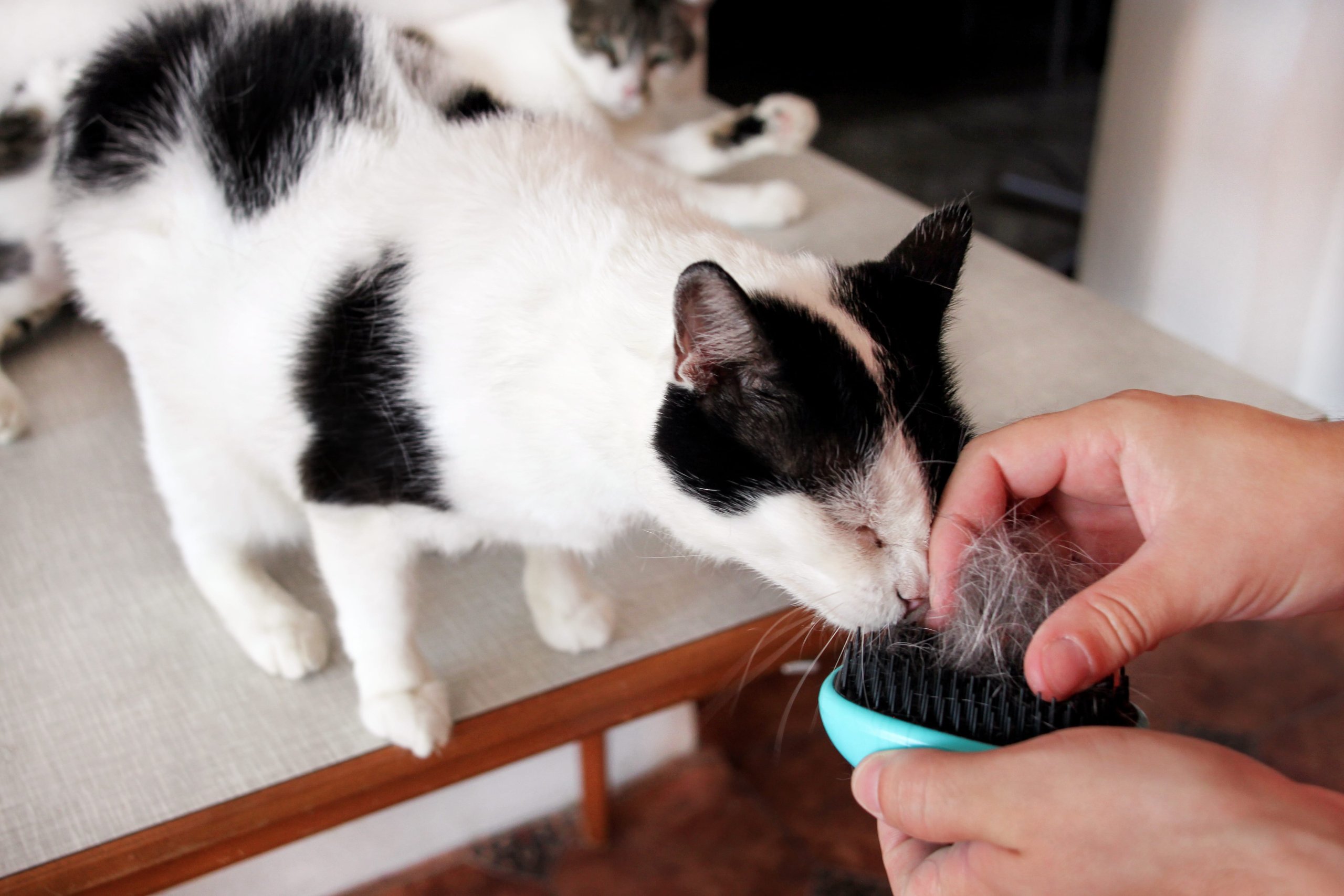 Soins et entretien des chats