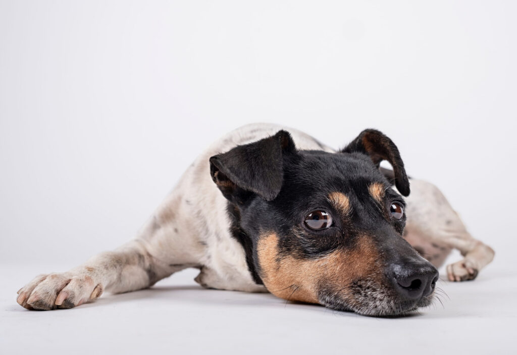 Traitement de l&rsquo;hépatite chez le chien