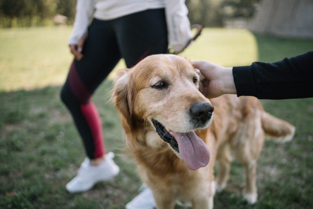 chien golden retriever