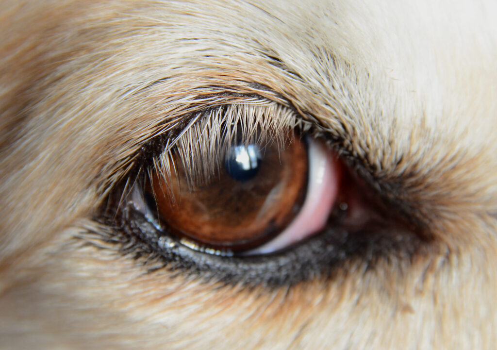 oeil chien zoome