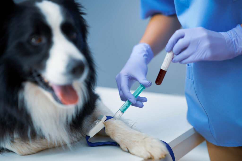 border collie prise sang