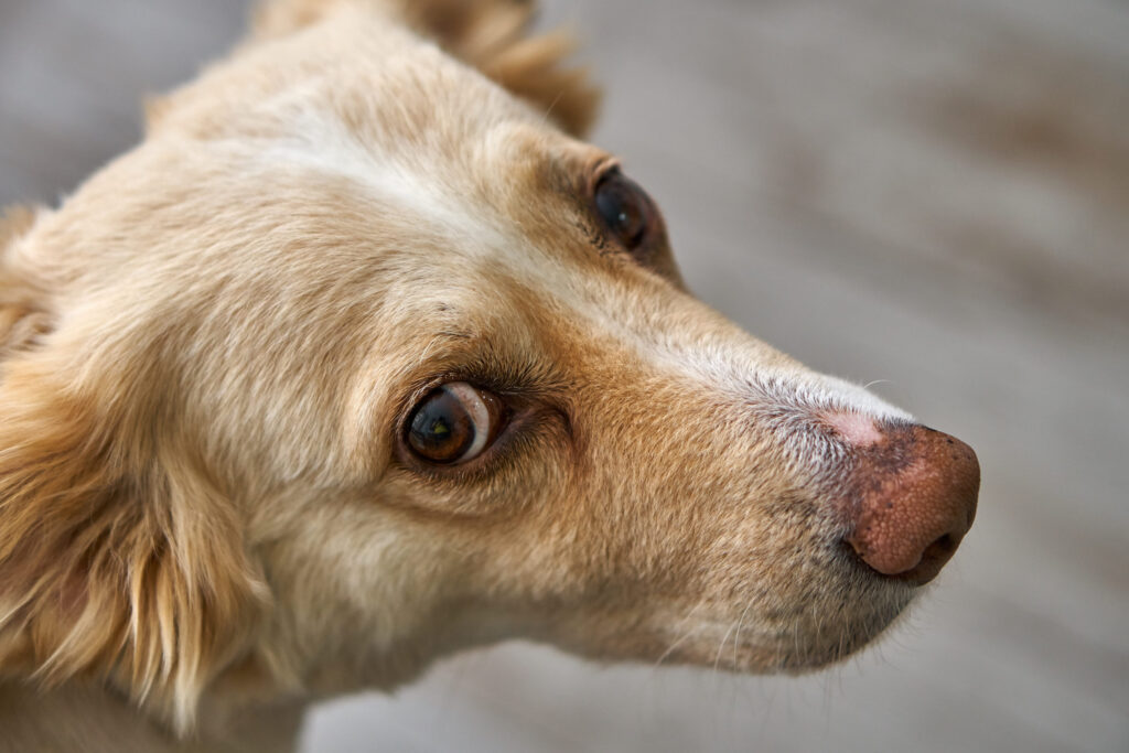 chien croise
