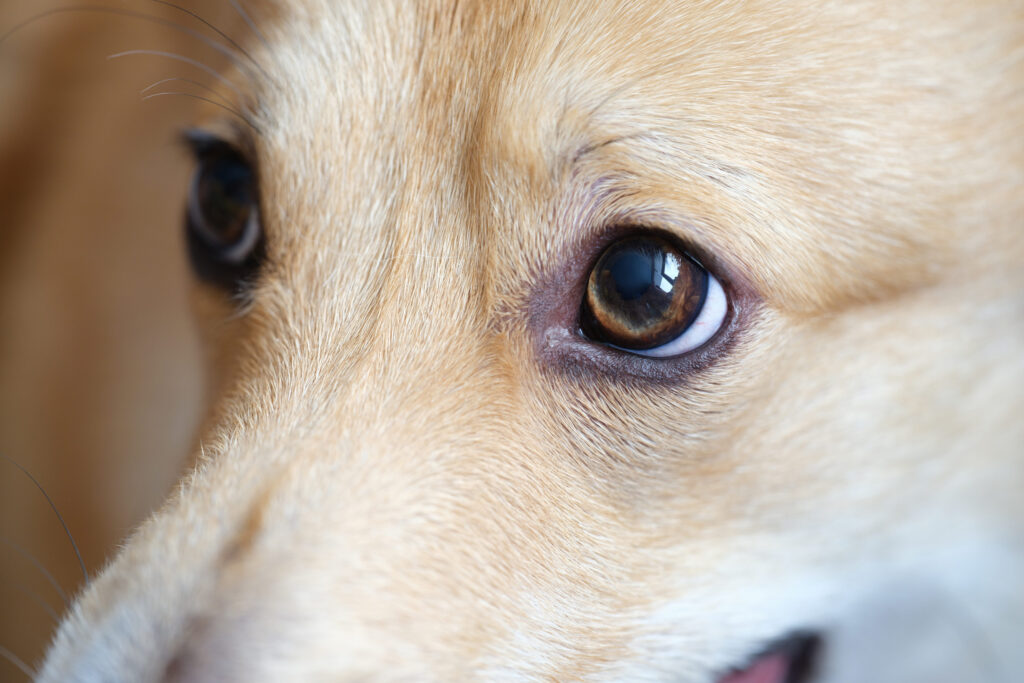yeux de chien