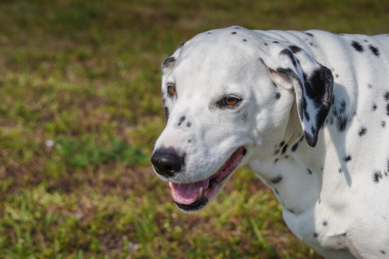 Traiter les calculs urinaires chez le chien