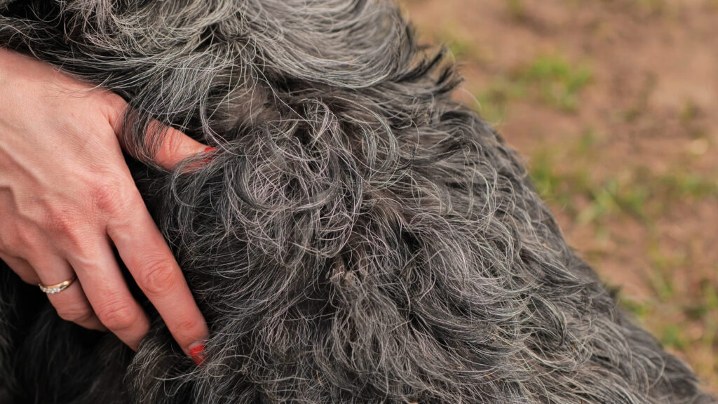 Reconnaître la pyodermite chez le chien