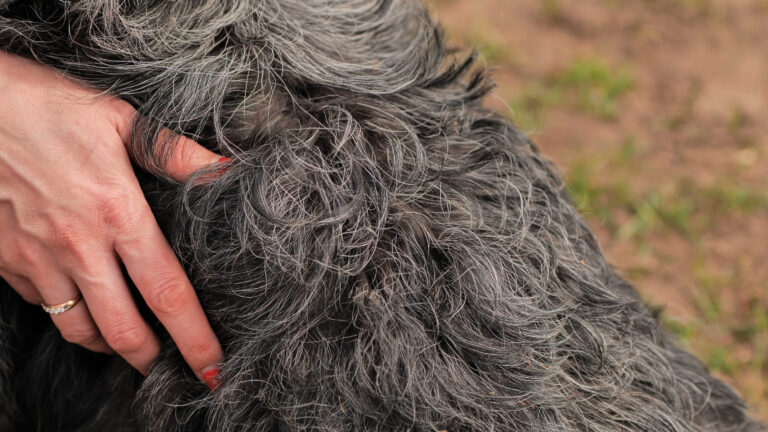 Reconnaître la pyodermite chez le chien