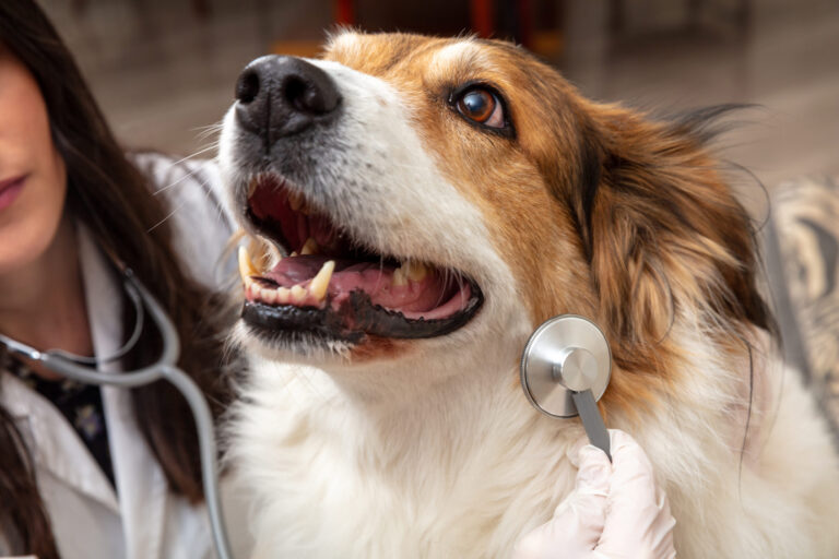 Reconnaître et traiter la trachéite du chien