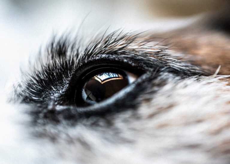 Que faire en cas d&rsquo;orgelet chez le chien ?
