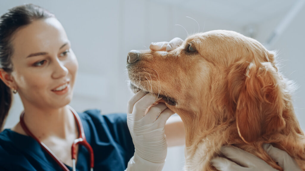golden retriever examen veterinaire