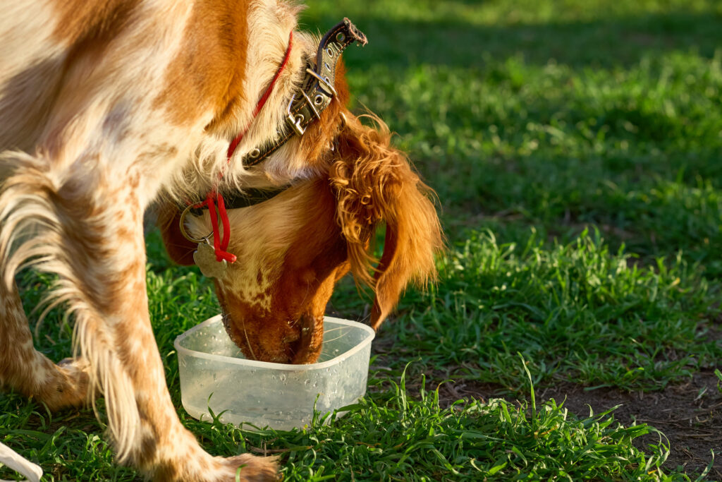 golden retriever gamelle eau