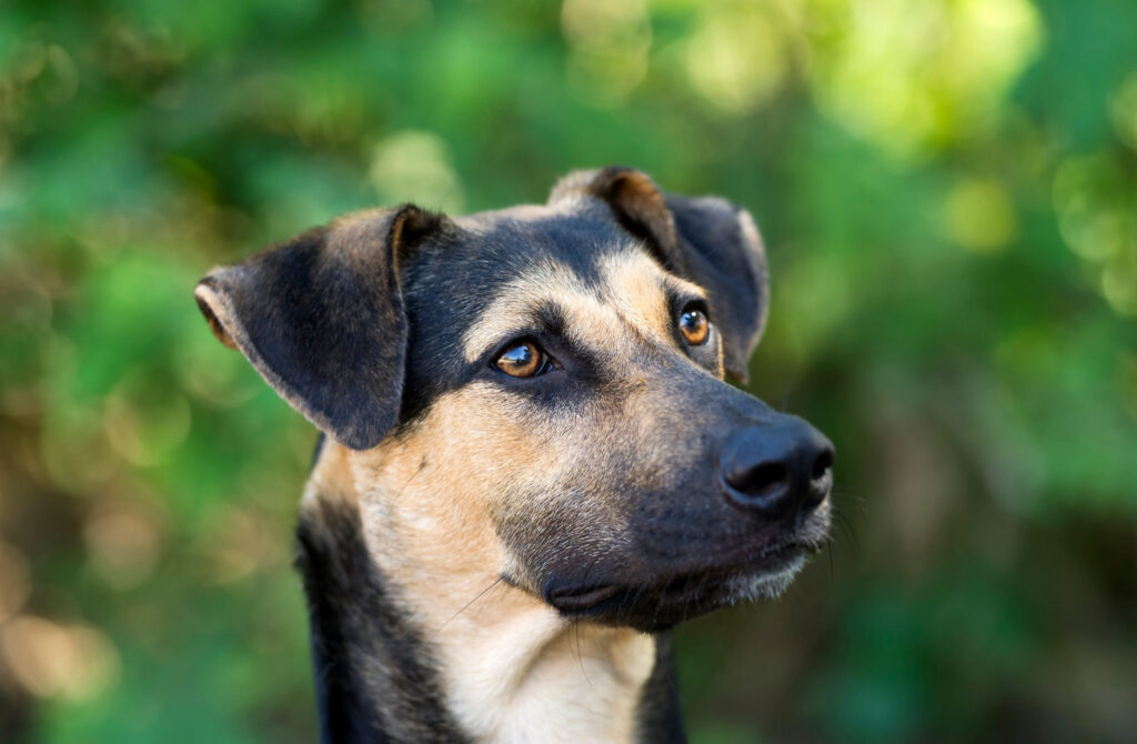 chien berger croise