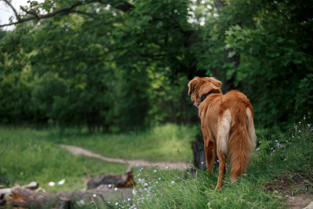 chien nature